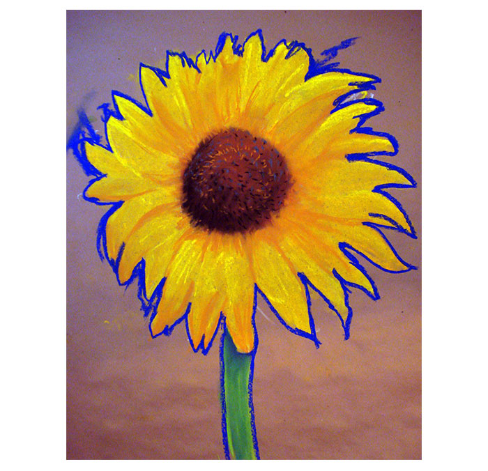 sunflower, pastel drawing, anne pennypacker